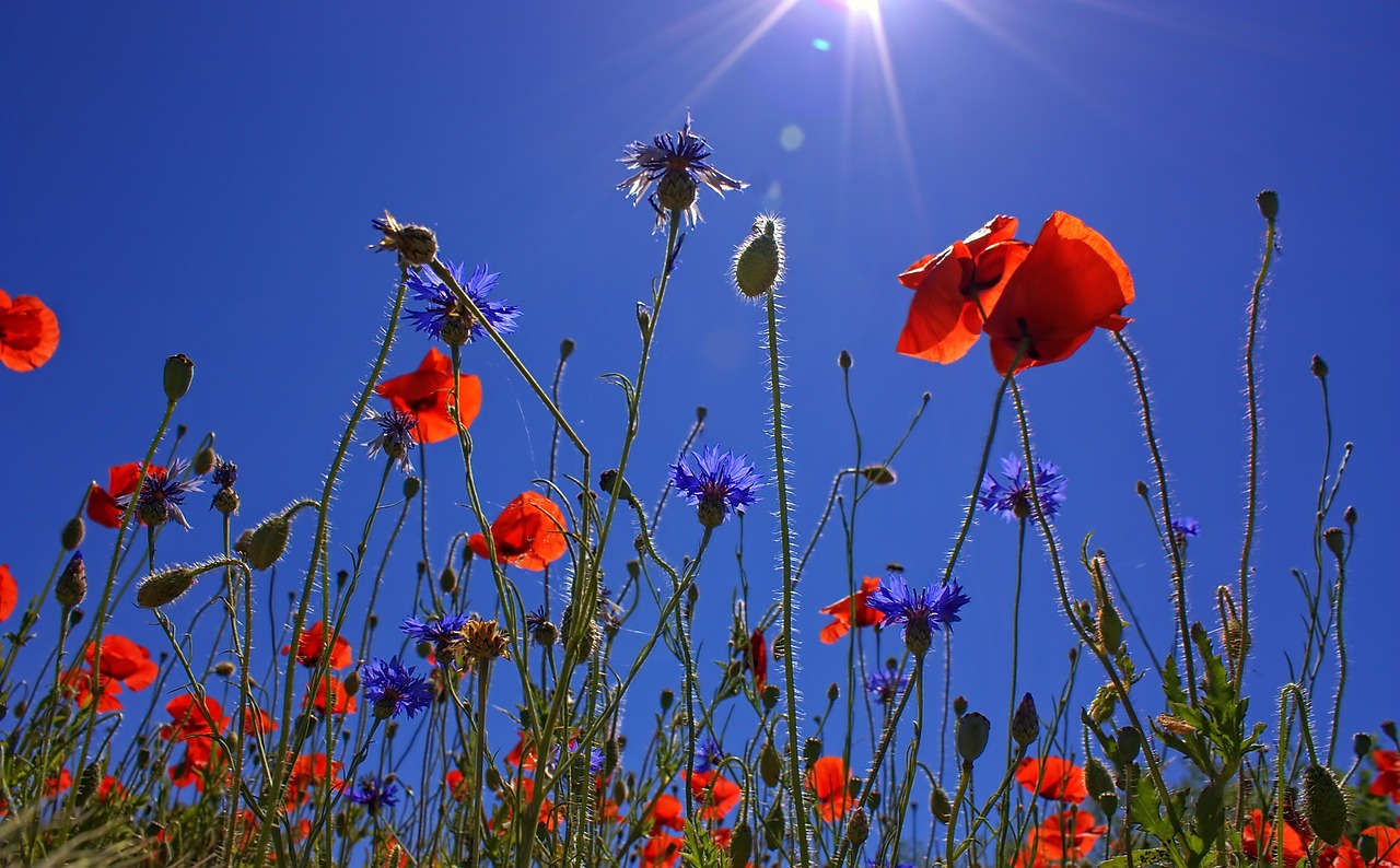 Neftel-Mohnblumen.jpg